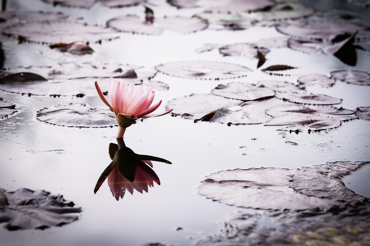 yangsunmo-lotus-2154146_1280